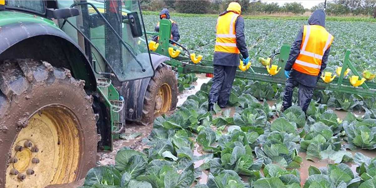 Regno Unito, Tesco aiuta gli ortaggi “alluvionati”